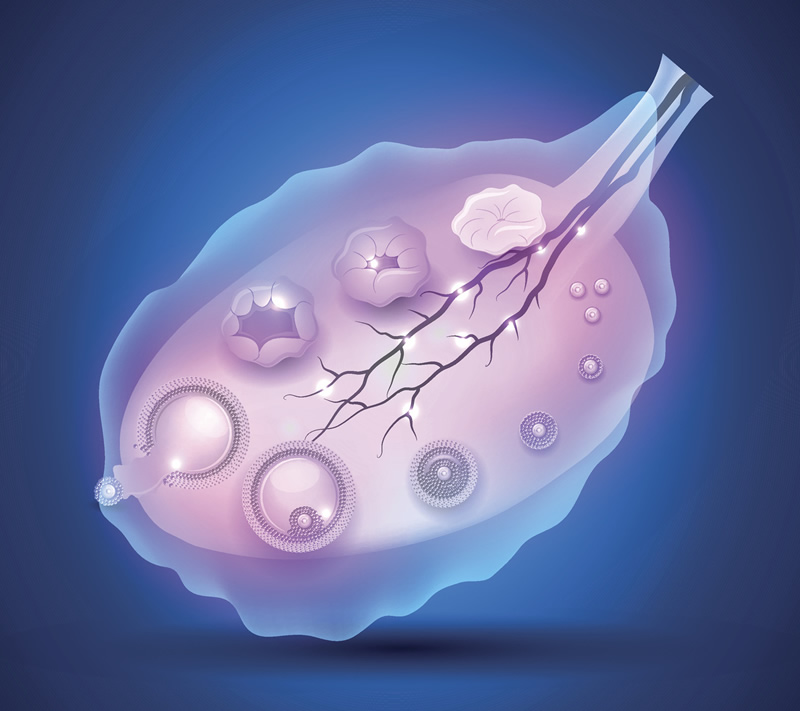 2026年泰国三代试管生孩子全流程时间表：促排到移植要多久？